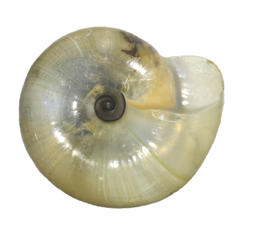 Oxychilus allarius shell bottom view